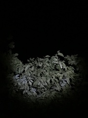 Philothamnus punctatus