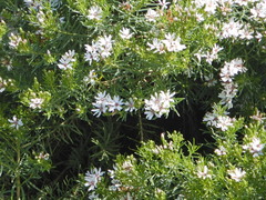 Olearia glutinosa