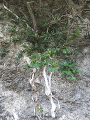 Ficus tinctoria