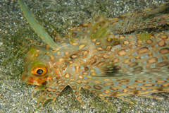 Dactyloptena macracantha