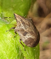 Hotea curculionoides