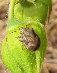 Hotea curculionoides