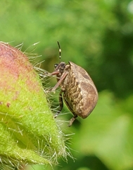 Hotea curculionoides