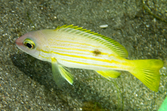 Lutjanus ehrenbergii