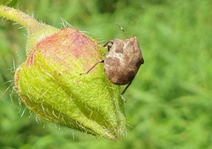 Hotea curculionoides