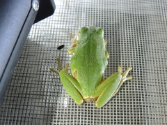 Hyla orientalis