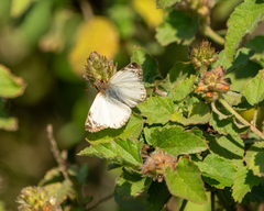 Heliopetes laviana