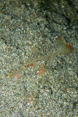 Solenostomus