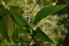 Solanum appendiculatum