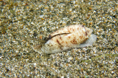 Oliva carneola