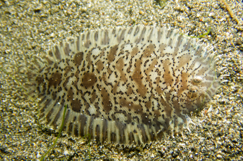 Zwartvlek-tongschar (Liachirus melanospilos) — Soleidae — 5
