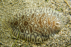 Liachirus melanospilos