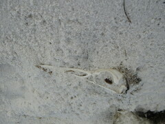 Pelecanidae