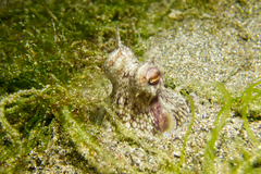 Amphioctopus
