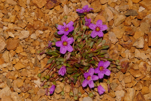 Image of Claytonia scammaniana by (c) Brian Finzel, some rights reserved (CC BY-SA)