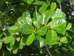 Ficus tinctoria