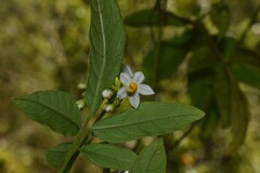 Solanum appendiculatum