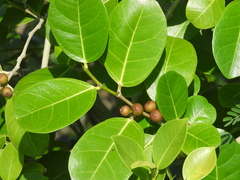 Ficus tinctoria
