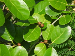 Ficus tinctoria