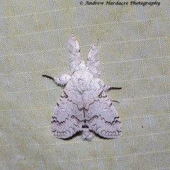 Calliteara diplozona