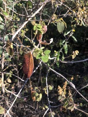 Salvia lasiantha