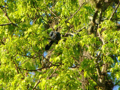 Melanotis caerulescens
