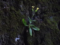 Kalanchoe integra