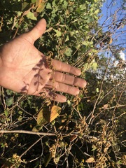 Salvia lasiantha