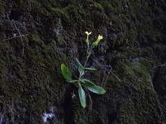 Kalanchoe integra