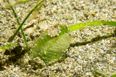 Zosteraceae