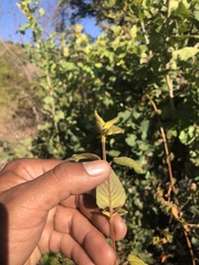Salvia lasiantha