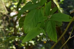 Solanum appendiculatum