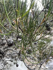 Hakea lissosperma