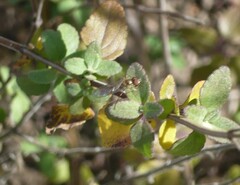 Toxomerus marginatus