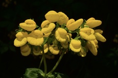 Calceolaria dentata