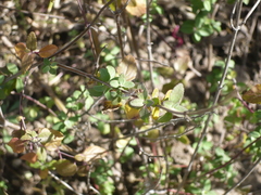 Toxomerus marginatus