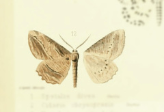 Alloharpina dejeani