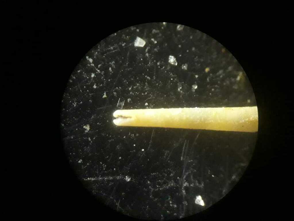 Graptacme calamus