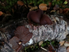 Gymnopanella nothofagi