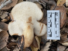 Polyporus decurrens
