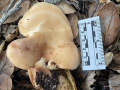 Polyporus decurrens