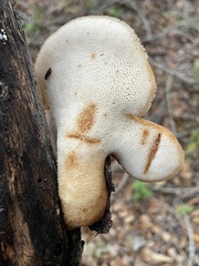 Polyporus decurrens