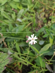 Silene amoena