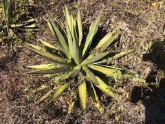 Agave inaequidens
