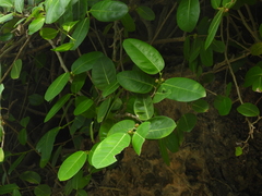Ficus tinctoria