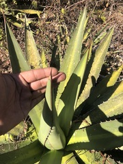 Agave inaequidens