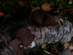 Gymnopanella nothofagi