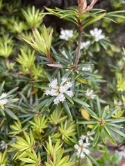 Cyathodes glauca