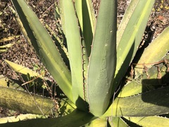 Agave inaequidens