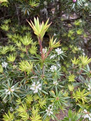 Cyathodes glauca